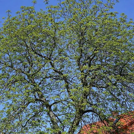 Amelrode Zu בית כפרי *